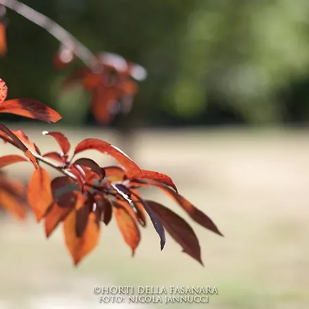 Horti Della Fasanara פררה